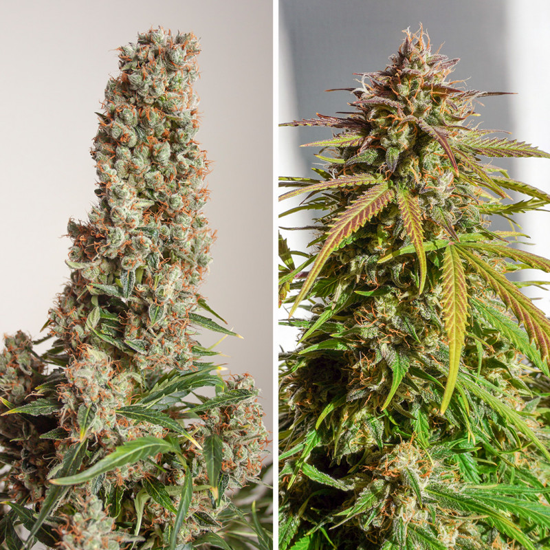 Auto Orange Bud® - Semillas Cannabis Autoflorecientes | Dutch Passion Auto Orange Bud® - Semillas Cannabis Autoflorecientes | Dutch Passion