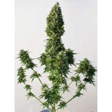 SnowStorm 2® Cannabis Seeds (Discontinued) | Dutch Passion
