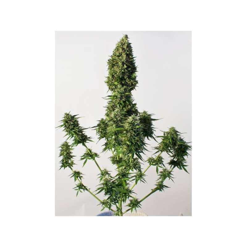 SnowStorm 2® Cannabis Seeds (Discontinued) | Dutch Passion