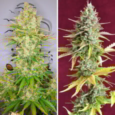 Auto Lemon Kix® - Semillas Cannabis Autoflorecientes | Dutch Passion Auto Lemon Kix® - Semillas Cannabis Autoflorecientes | Dutch Passion