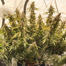 Auto Lemon Kix® - Semillas Cannabis Autoflorecientes | Dutch Passion Auto Lemon Kix® - Semillas Cannabis Autoflorecientes | Dutch Passion