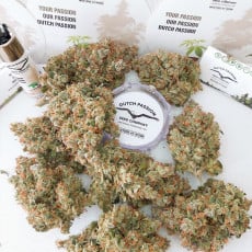 Auto Lemon Kix® - Semillas Cannabis Autoflorecientes | Dutch Passion Auto Lemon Kix® - Semillas Cannabis Autoflorecientes | Dutch Passion