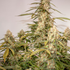 Auto Night Queen® - Autoflower Cannabis-Samen | Dutch Passion DE Auto Night Queen® - Autoflower Cannabis-Samen | Dutch Passion DE