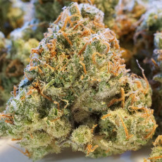 Auto Night Queen® - Autoflower Cannabis-Samen | Dutch Passion DE Auto Night Queen® - Autoflower Cannabis-Samen | Dutch Passion DE