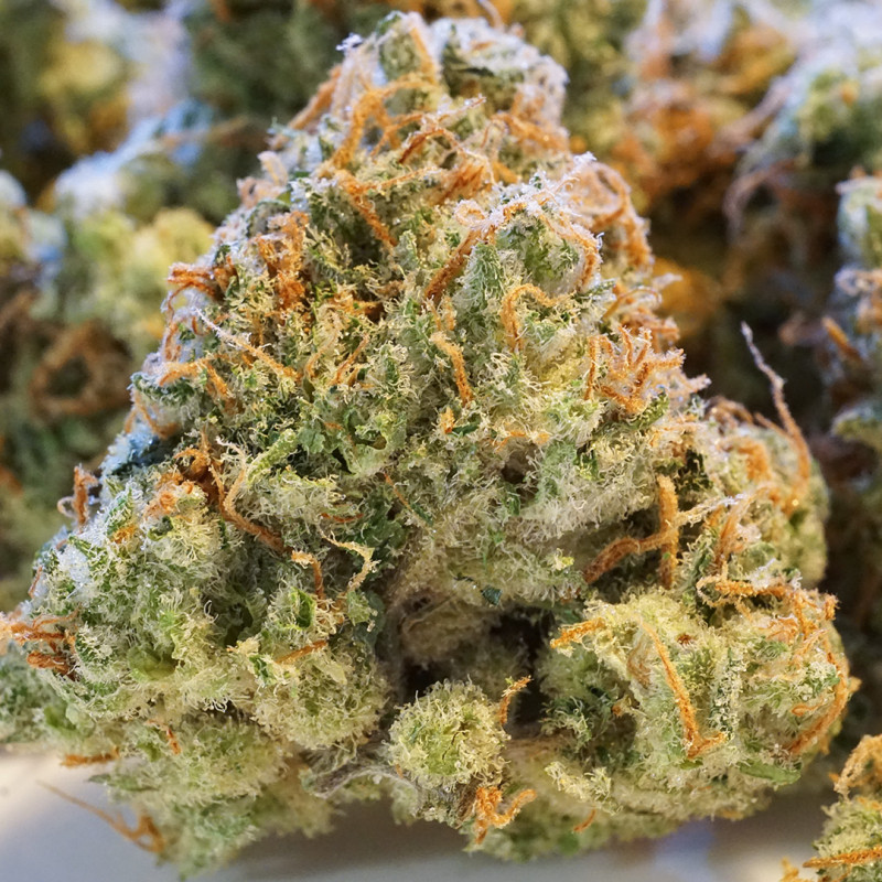 Auto Night Queen® - Autoflower Cannabis-Samen | Dutch Passion DE Auto Night Queen® - Autoflower Cannabis-Samen | Dutch Passion DE