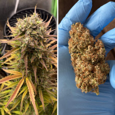 Auto Night Queen® - Autoflower Cannabis-Samen | Dutch Passion DE Auto Night Queen® - Autoflower Cannabis-Samen | Dutch Passion DE