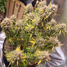 Auto Night Queen® - Autoflower Cannabis-Samen | Dutch Passion DE Auto Night Queen® - Autoflower Cannabis-Samen | Dutch Passion DE