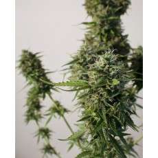 SnowStorm 2® Cannabis Seeds (Discontinued) | Dutch Passion
