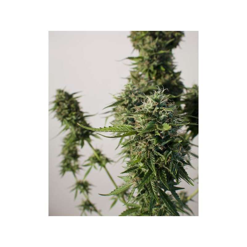 SnowStorm 2® Cannabis Seeds (Discontinued) | Dutch Passion