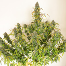 Auto Daiquiri Lime® - Semillas de Cannabis Auto | Dutch Passion Auto Daiquiri Lime® - Semillas de Cannabis Auto | Dutch Passion