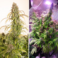 Auto Daiquiri Lime® - Semillas de Cannabis Auto | Dutch Passion Auto Daiquiri Lime® - Semillas de Cannabis Auto | Dutch Passion