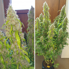 Auto Daiquiri Lime® - Semillas de Cannabis Auto | Dutch Passion Auto Daiquiri Lime® - Semillas de Cannabis Auto | Dutch Passion