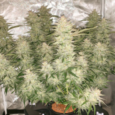 Auto Glueberry OG® - Semillas de Cannabis Auto | Dutch Passion Auto Glueberry OG® - Semillas de Cannabis Auto | Dutch Passion