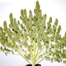 Auto Glueberry OG® - Semillas de Cannabis Auto | Dutch Passion Auto Glueberry OG® - Semillas de Cannabis Auto | Dutch Passion