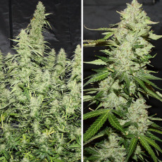 Auto Glueberry OG® - Semillas de Cannabis Auto | Dutch Passion Auto Glueberry OG® - Semillas de Cannabis Auto | Dutch Passion