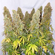 Auto Think Different® Semillas de Cannabis Autoflorecientes | Dutch Passion Auto Think Different® Semillas de Cannabis Autoflorecientes | Dutch Passion
