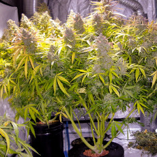 Auto Think Different® Semillas de Cannabis Autoflorecientes | Dutch Passion Auto Think Different® Semillas de Cannabis Autoflorecientes | Dutch Passion
