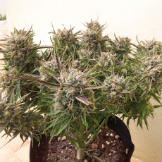 Auto Think Different® Semillas de Cannabis Autoflorecientes | Dutch Passion Auto Think Different® Semillas de Cannabis Autoflorecientes | Dutch Passion