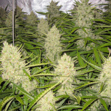 Auto Think Different® Semillas de Cannabis Autoflorecientes | Dutch Passion Auto Think Different® Semillas de Cannabis Autoflorecientes | Dutch Passion