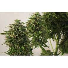 SnowStorm 2® Cannabis Seeds (Discontinued) | Dutch Passion