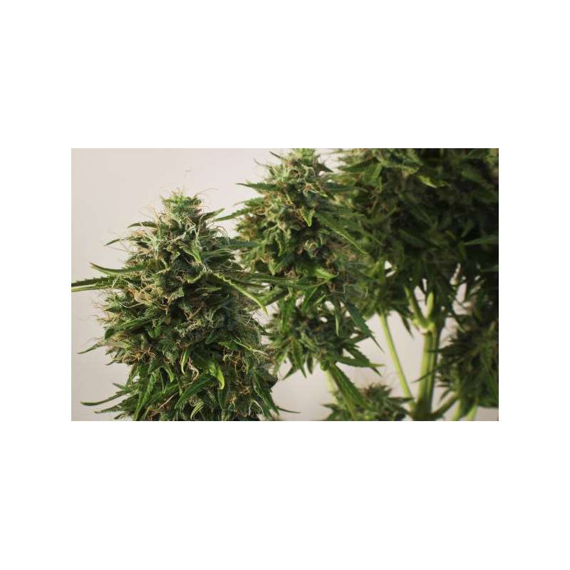 SnowStorm 2® Cannabis Seeds (Discontinued) | Dutch Passion