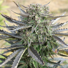 Blue Auto Mazar® - Autoflower Cannabis-Samen | Dutch Passion DE Blue Auto Mazar® - Autoflower Cannabis-Samen | Dutch Passion DE