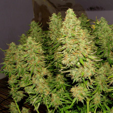 Blue Auto Mazar® - Autoflower Cannabis-Samen | Dutch Passion DE Blue Auto Mazar® - Autoflower Cannabis-Samen | Dutch Passion DE