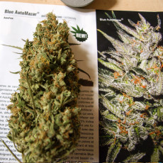 Blue Auto Mazar® - Autoflower Cannabis-Samen | Dutch Passion DE Blue Auto Mazar® - Autoflower Cannabis-Samen | Dutch Passion DE