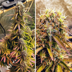 Blue Auto Mazar® - Autoflower Cannabis-Samen | Dutch Passion DE Blue Auto Mazar® - Autoflower Cannabis-Samen | Dutch Passion DE