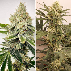HiFi 4G® Feminisiertes Saatgut kaufen | Dutch Passion DE HiFi 4G® Feminisiertes Saatgut kaufen | Dutch Passion DE