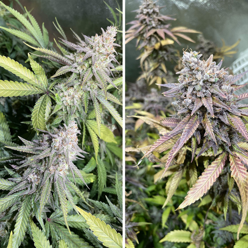 Comprar Critical Orange Punch® Semillas Feminizadas | Dutch Passion Comprar Critical Orange Punch® Semillas Feminizadas | Dutch Passion