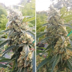Comprar Critical Orange Punch® Semillas Feminizadas | Dutch Passion Comprar Critical Orange Punch® Semillas Feminizadas | Dutch Passion