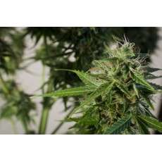 SnowStorm 2® Cannabis Seeds (Discontinued) | Dutch Passion