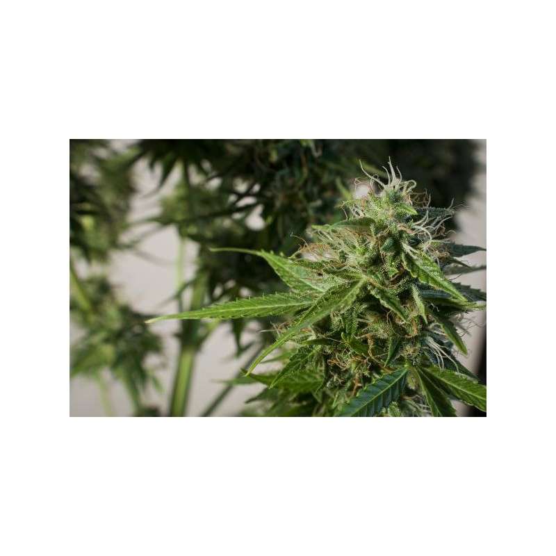 SnowStorm 2® Cannabis Seeds (Discontinued) | Dutch Passion