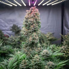 Koop Glueberry OG® - Gefeminiseerde Cannabiszaden - Dutch Passion Koop Glueberry OG® - Gefeminiseerde Cannabiszaden - Dutch Passion
