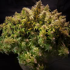 Koop Glueberry OG® - Gefeminiseerde Cannabiszaden - Dutch Passion Koop Glueberry OG® - Gefeminiseerde Cannabiszaden - Dutch Passion