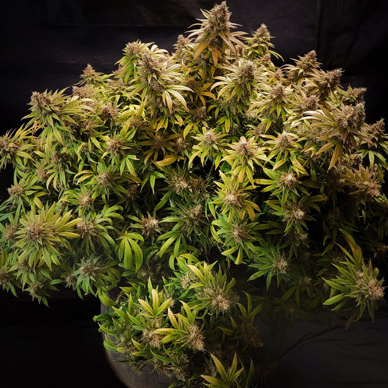 Koop Glueberry OG® - Gefeminiseerde Cannabiszaden - Dutch Passion Koop Glueberry OG® - Gefeminiseerde Cannabiszaden - Dutch Passion