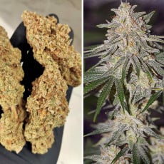 Koop Glueberry OG® - Gefeminiseerde Cannabiszaden - Dutch Passion Koop Glueberry OG® - Gefeminiseerde Cannabiszaden - Dutch Passion