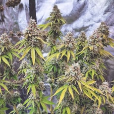 Koop Glueberry OG® - Gefeminiseerde Cannabiszaden - Dutch Passion Koop Glueberry OG® - Gefeminiseerde Cannabiszaden - Dutch Passion