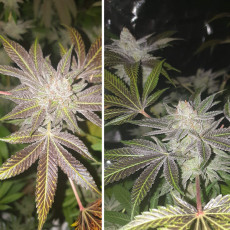 Compra Orange Bud® Semillas Feminizadas | Dutch Passion Compra Orange Bud® Semillas Feminizadas | Dutch Passion