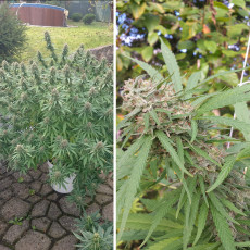 Compra Orange Bud® Semillas Feminizadas | Dutch Passion Compra Orange Bud® Semillas Feminizadas | Dutch Passion