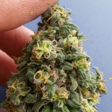 CBD Kush® - Graines de Cannabis Féminisées - Dutch Passion CBD Kush® - Graines de Cannabis Féminisées - Dutch Passion