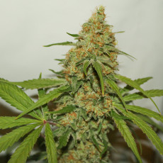 CBD Kush® - Graines de Cannabis Féminisées - Dutch Passion CBD Kush® - Graines de Cannabis Féminisées - Dutch Passion