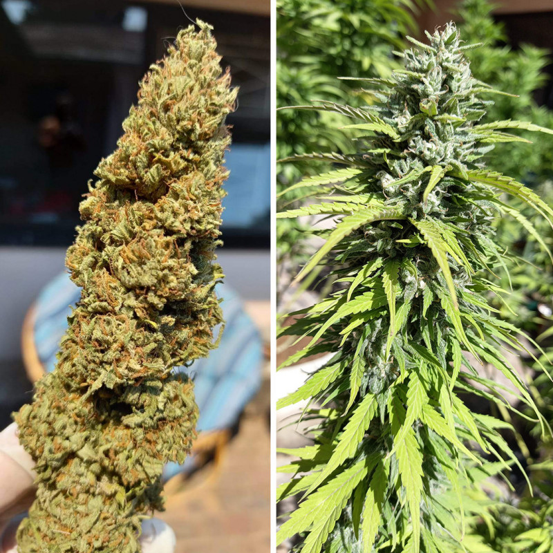 CBD Kush® - Graines de Cannabis Féminisées - Dutch Passion CBD Kush® - Graines de Cannabis Féminisées - Dutch Passion