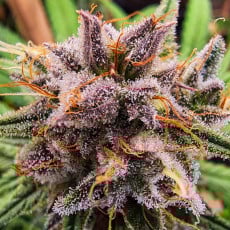 Compra Strawberry Cough® Semillas feminizadas | Dutch Passion Compra Strawberry Cough® Semillas feminizadas | Dutch Passion