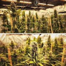 Compra Strawberry Cough® Semillas feminizadas | Dutch Passion Compra Strawberry Cough® Semillas feminizadas | Dutch Passion