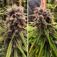Compra Strawberry Cough® Semillas feminizadas | Dutch Passion Compra Strawberry Cough® Semillas feminizadas | Dutch Passion