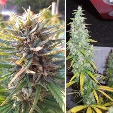 Buy Desfrán® Feminised Seeds | Dutch Passion UK Buy Desfrán® Feminised Seeds | Dutch Passion UK