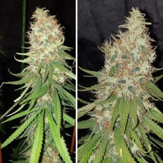 Buy Desfrán® Feminised Seeds | Dutch Passion UK Buy Desfrán® Feminised Seeds | Dutch Passion UK