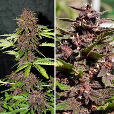 Kup nasiona CBD Auto Blackberry Kush ® | Dutch Passion PL Kup nasiona CBD Auto Blackberry Kush ® | Dutch Passion PL